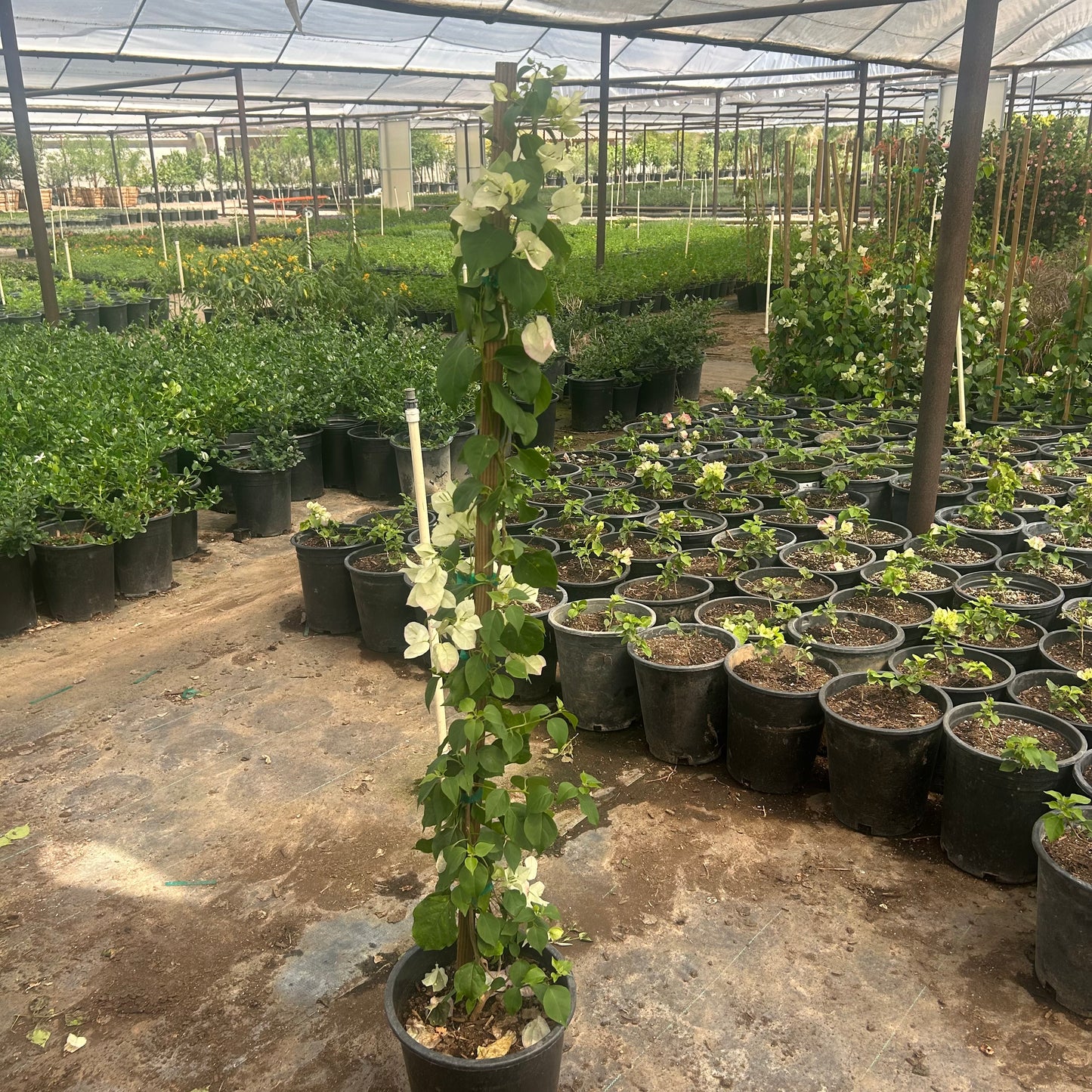 5 gallon Pink Pearl Bougainvillea Staked with pink bracts trained upright — Phoenix, AZ