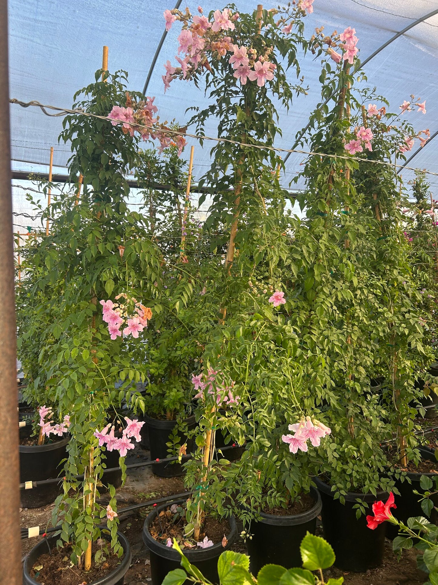 Pink Trumpet Staked