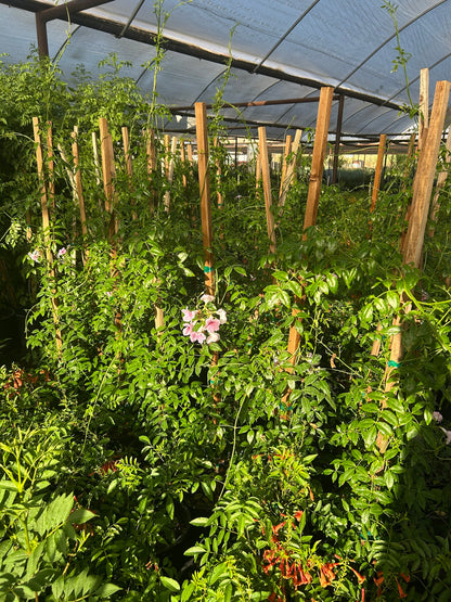 Pink Trumpet Staked