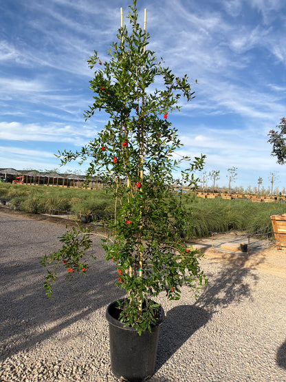 15 gallon Pomegranate Tree (Punica granatum) in nursery pot — Phoenix, AZ