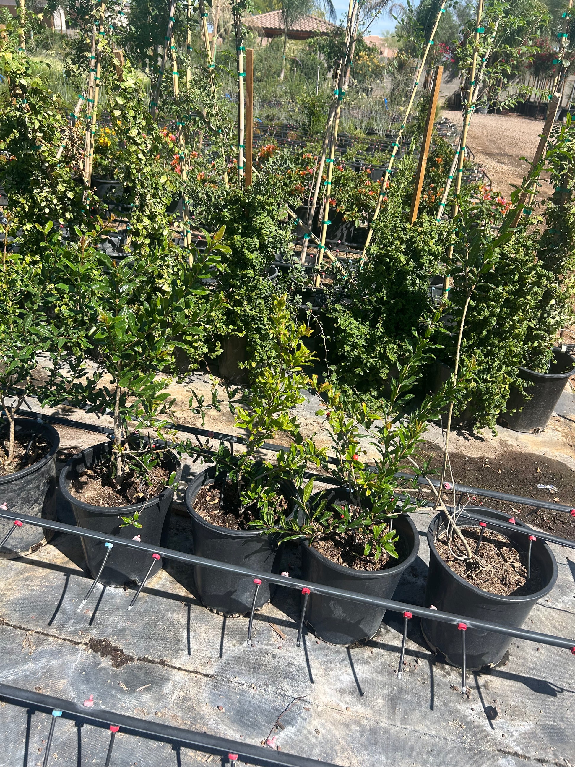 Buy Pomegranate Tree Phoenix, AZ | Punica granatum | Three Timbers