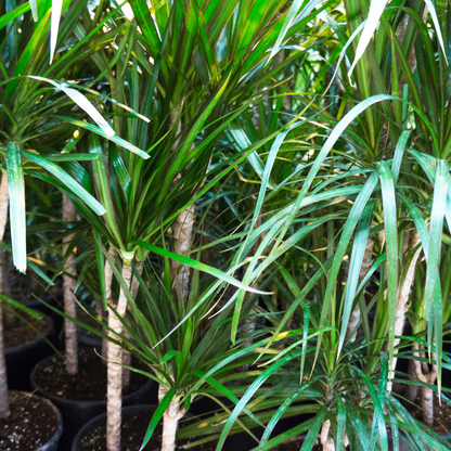 Ponytail Palm (Beaucarnea recurvata) cascading green leaves in nursery pots at Three Timbers — Phoenix, AZ