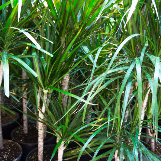 Ponytail Palm