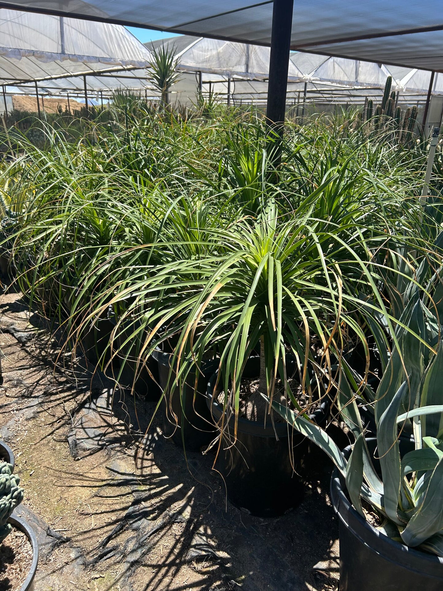 Ponytail Palm