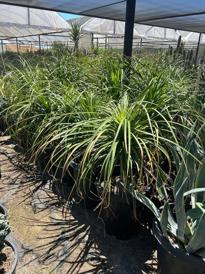 Ponytail Palm