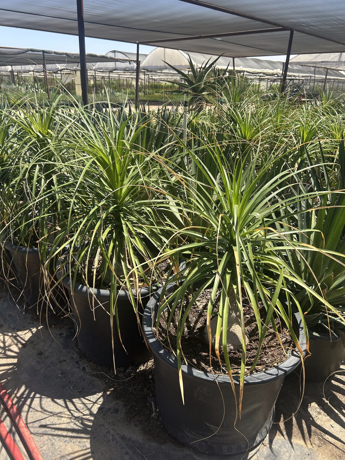 Ponytail Palm - 24"/25 Gallon