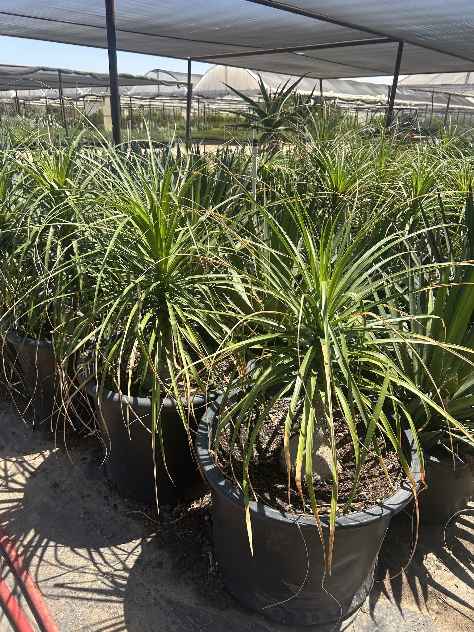 Ponytail Palm - 24"/25 Gallon