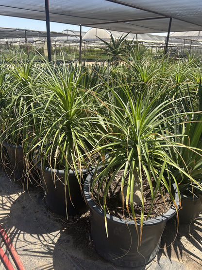 Ponytail Palm - 24"/25 Gallon