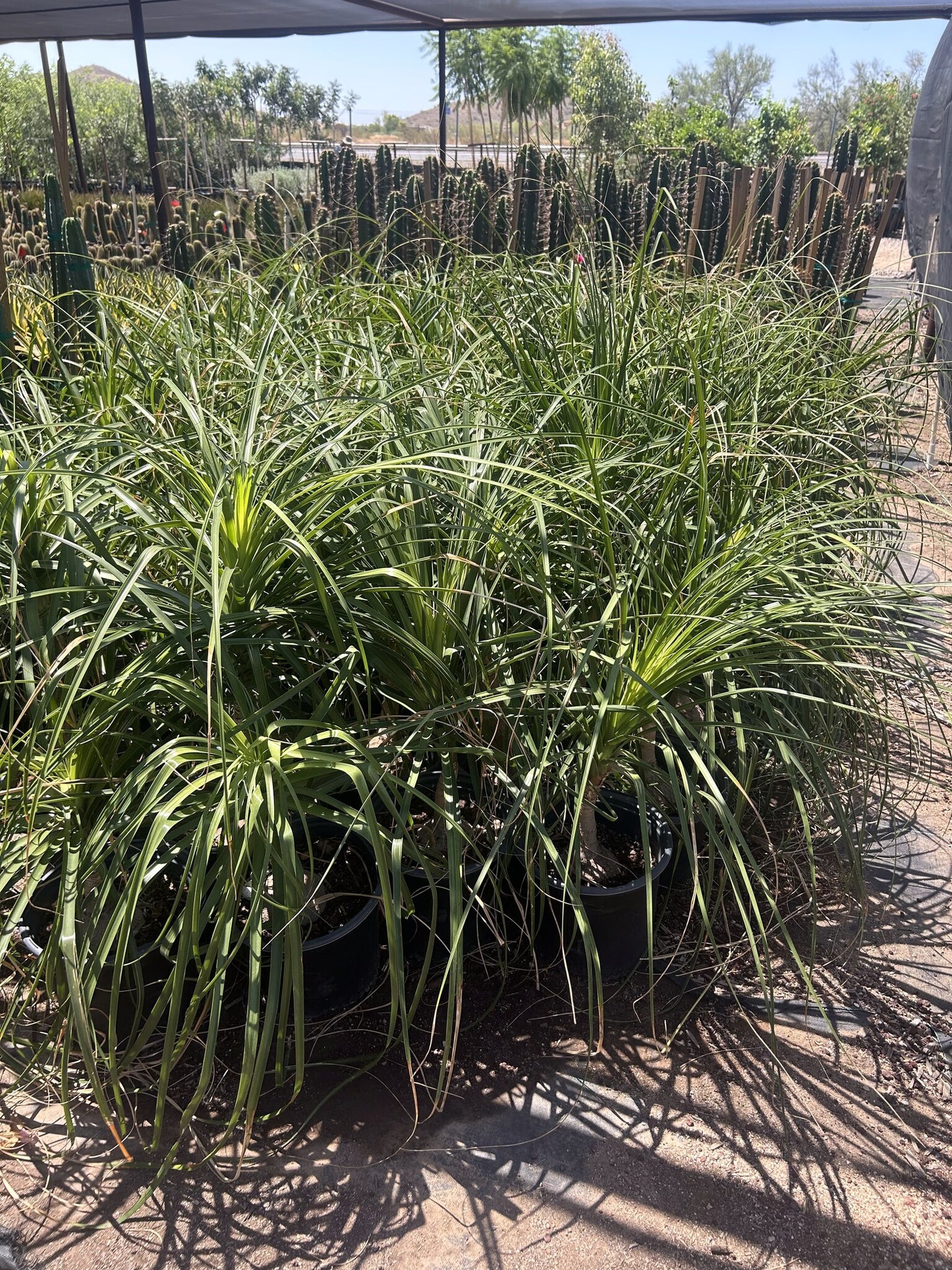 Ponytail Palm