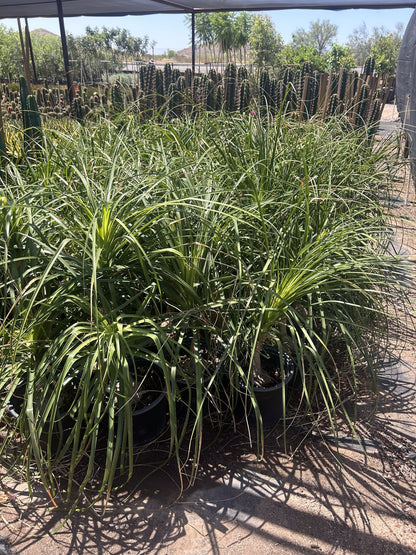 Ponytail Palm