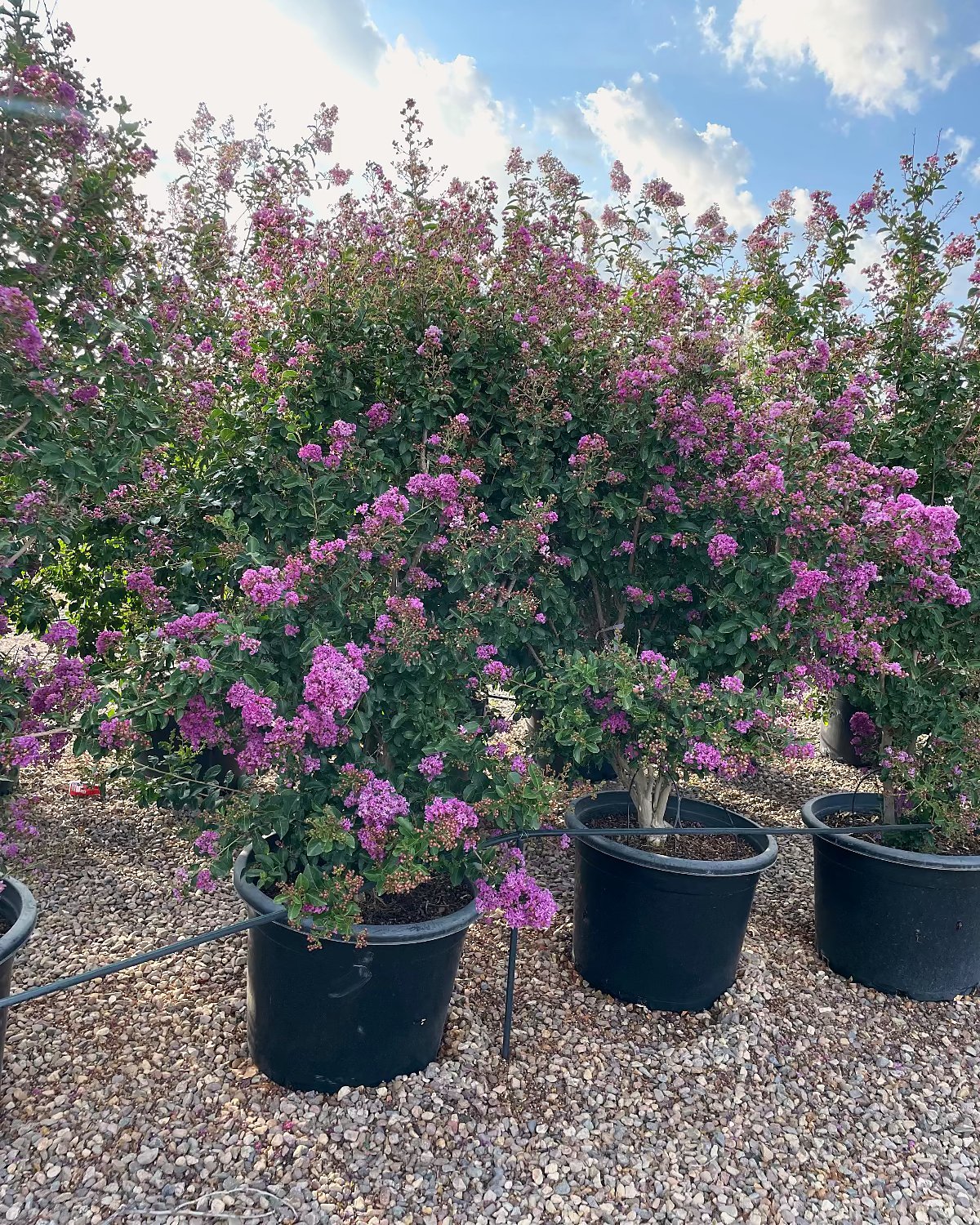 25 gallon Purple Crape Myrtle Tree (Lagerstroemia indica) tree-form plants in nursery pots with lavender-purple blooms, Phoenix, AZ