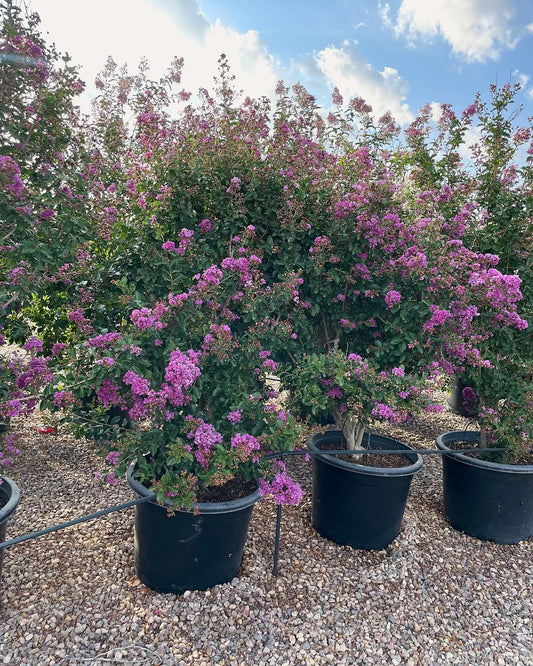 25 gallon Purple Crape Myrtle Tree (Lagerstroemia indica) tree-form plants in nursery pots with lavender-purple blooms, Phoenix, AZ