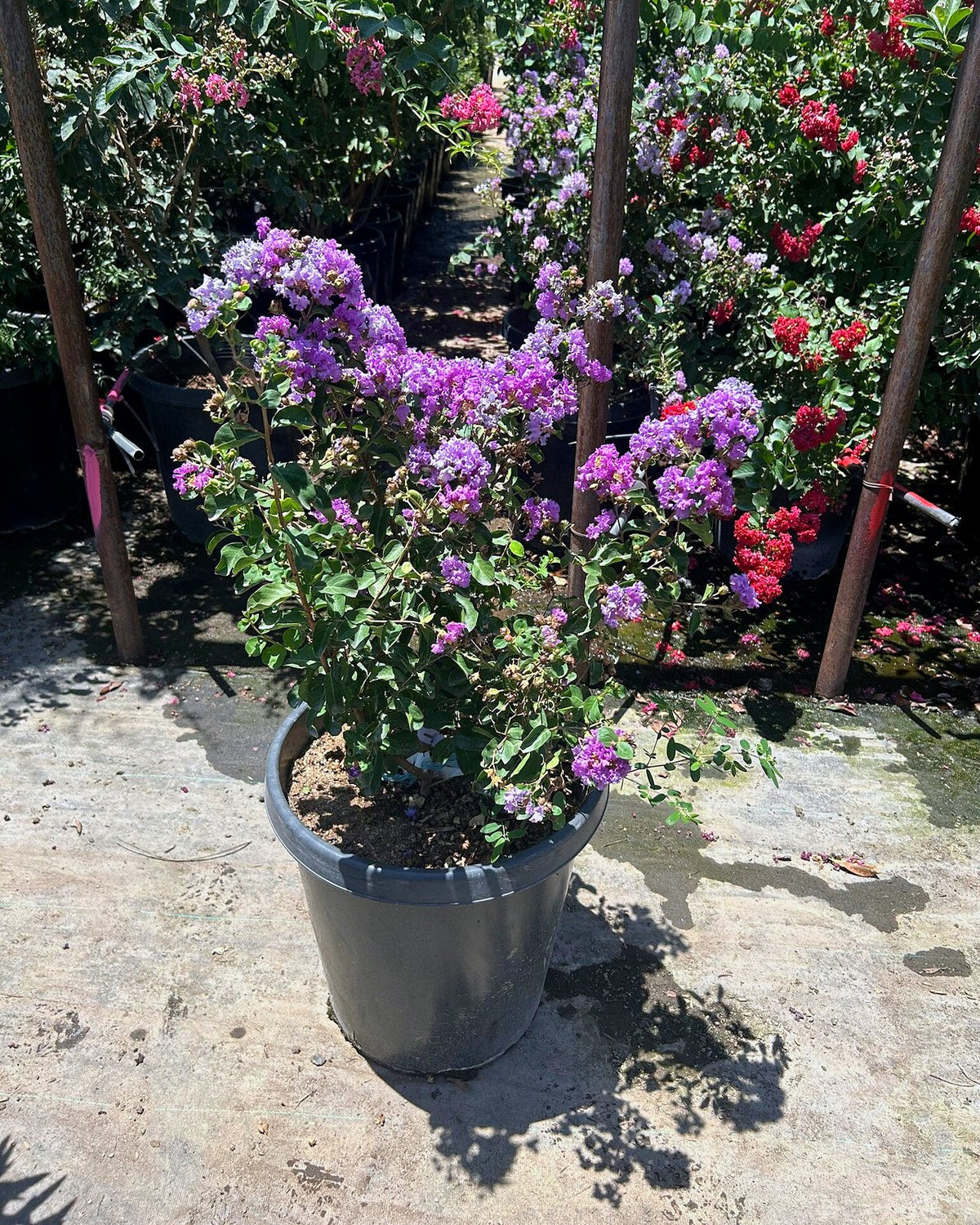 Purple Crape Myrtle with large clusters of lavender-purple blooms