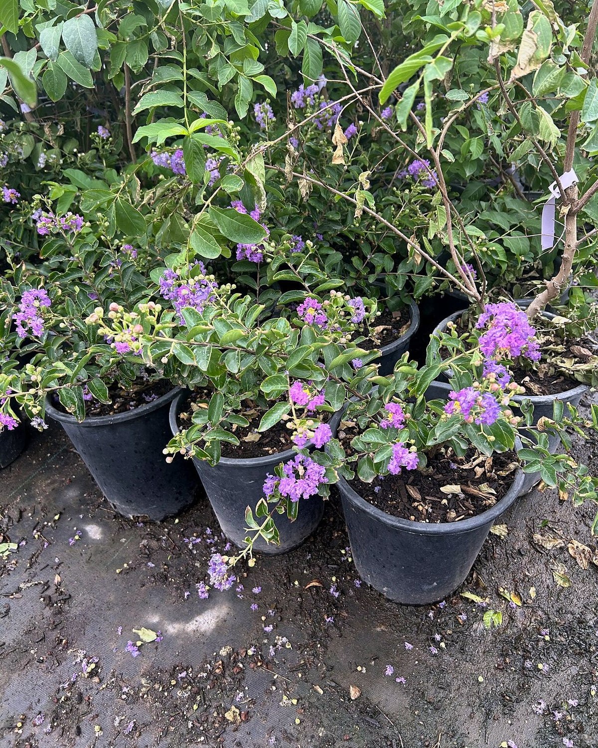 Purple Crape Myrtle 3/5 Gallon
