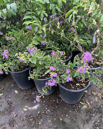 Purple Crape Myrtle 3/5 Gallon