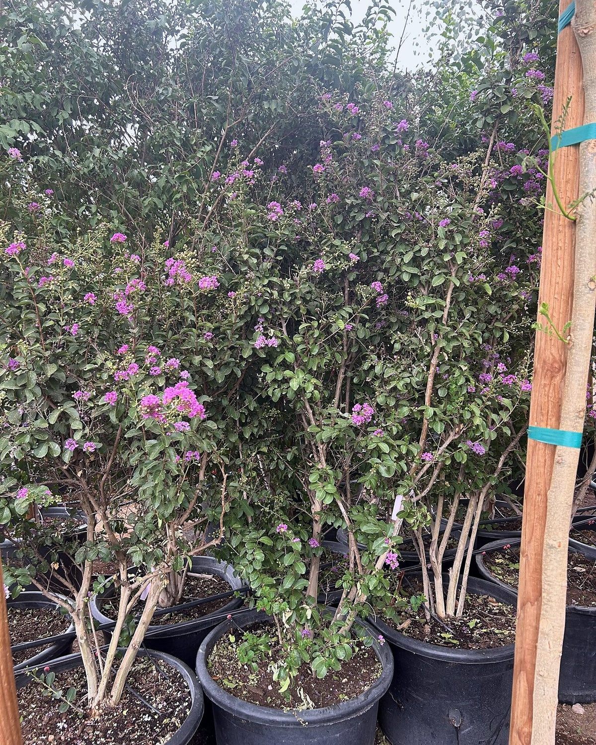 Purple Crape Myrtle 25 Gallon