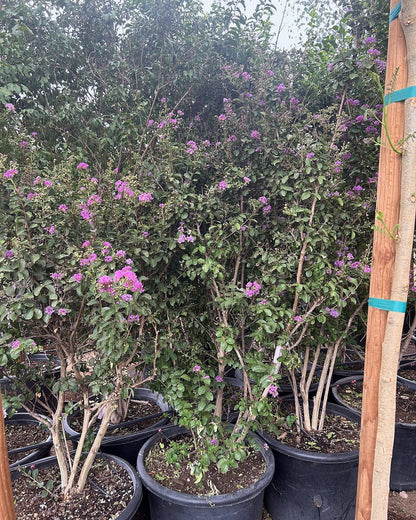 Purple Crape Myrtle 25 Gallon