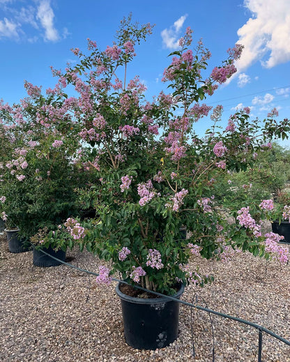 25 gallon Purple Crape Myrtle Tree in nursery pot with lavender-pink blooms against blue sky, Phoenix, AZ