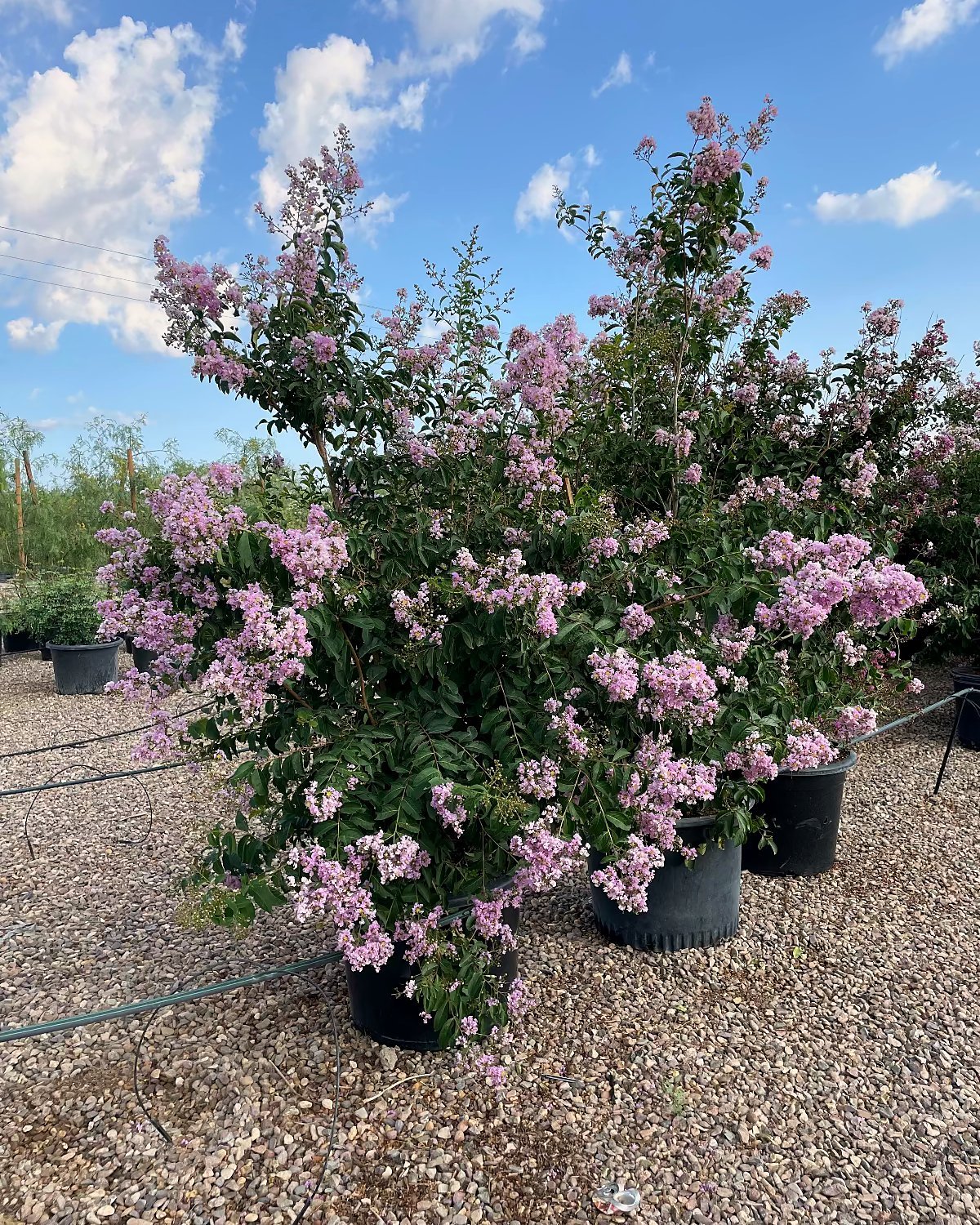 25 gallon Purple Crape Myrtle Trees in nursery pots covered in lavender-pink blooms, Phoenix, AZ