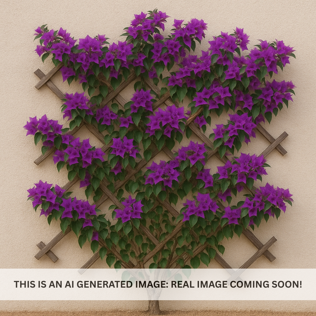 Purple Bougainvillea Espalier