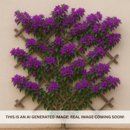 Purple Bougainvillea Espalier