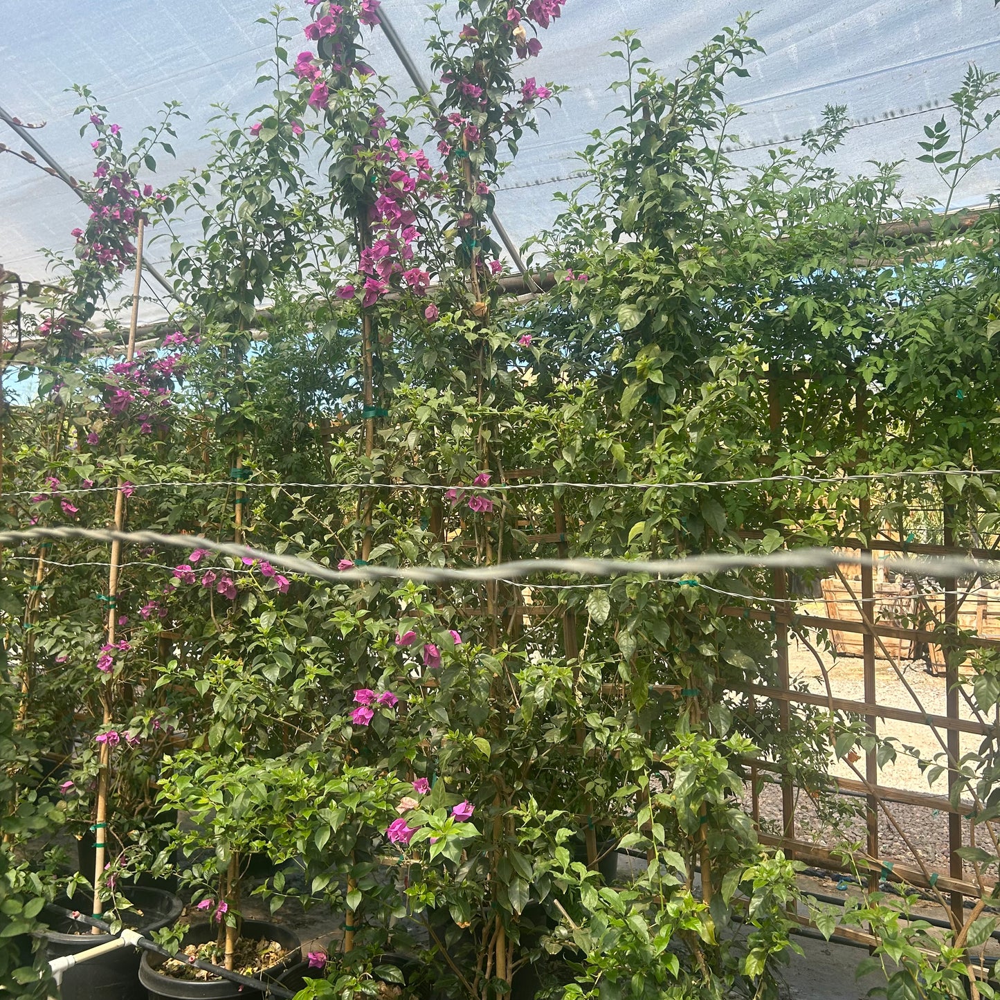 15 gallon Purple Bougainvillea Staked with purple bracts trained upright in nursery — Phoenix, AZ