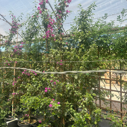 15 gallon Purple Bougainvillea Staked with purple bracts trained upright in nursery — Phoenix, AZ