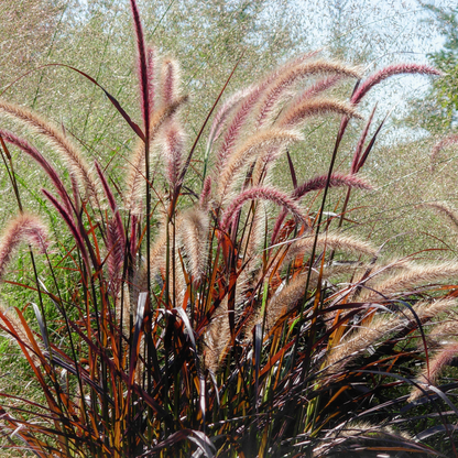 Purple Fountain Grass