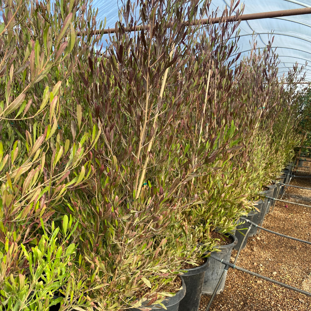 hop seed plant Purple Hopseed Bush Phoenix, AZ | Dodonaea viscosa