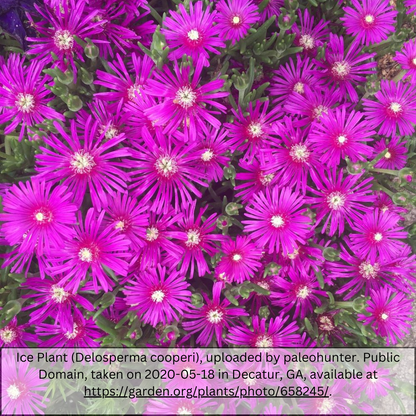 Purple Ice Plant