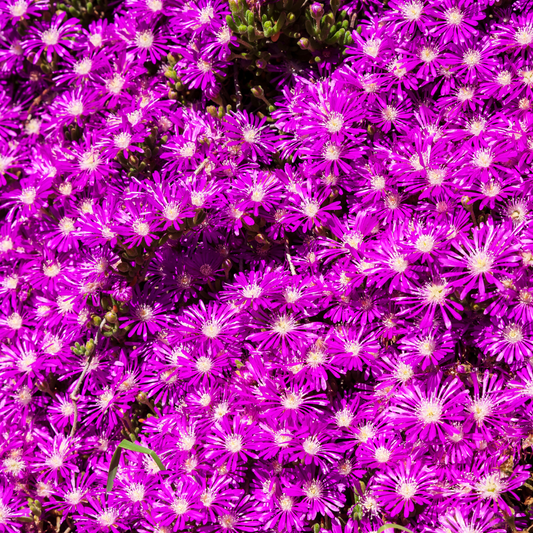 Purple Ice Plant