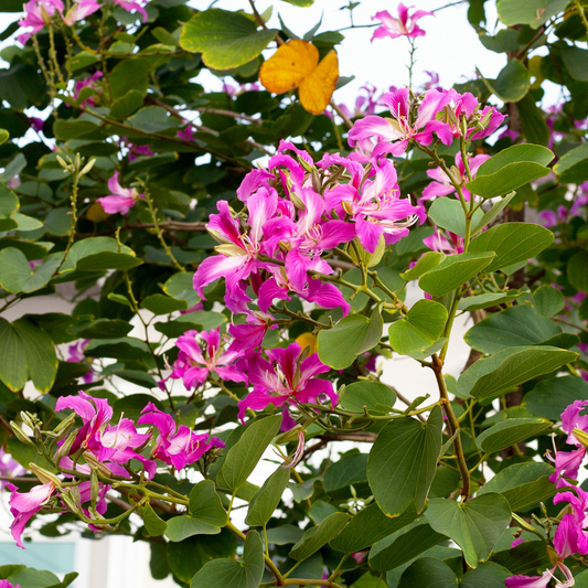 Purple Orchid Tree