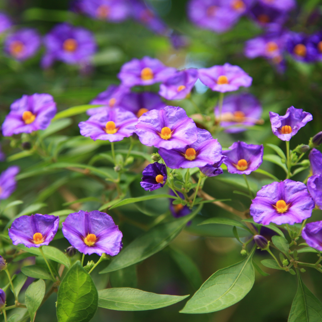 Purple Potato Bush