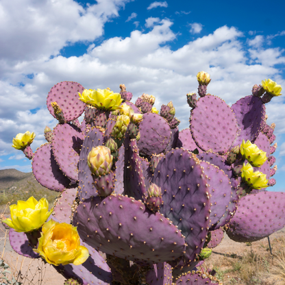 Purple Prickly Pear