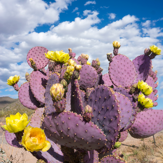 Purple Prickly Pear