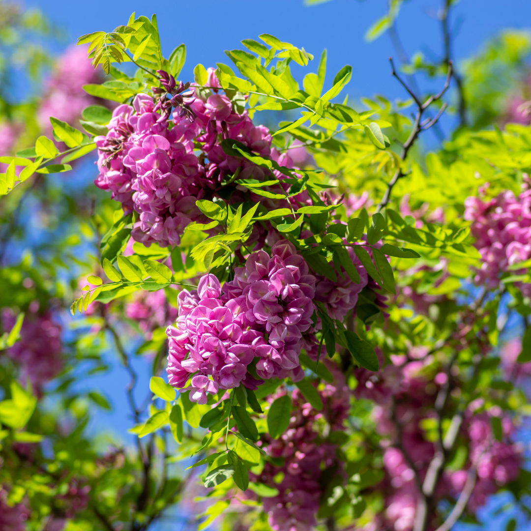 'Purple Robe' Locust