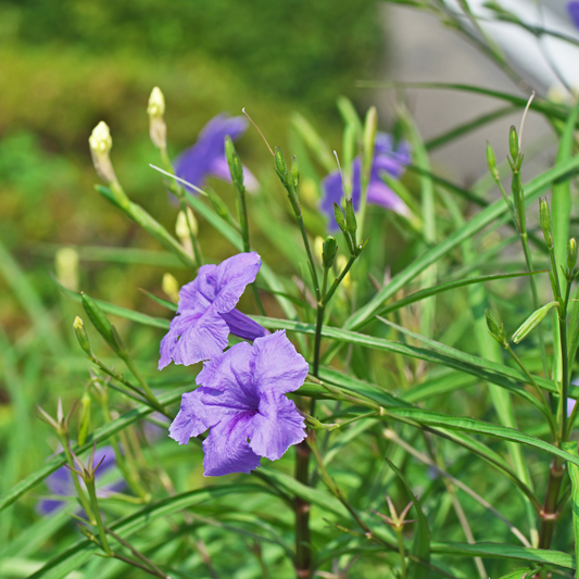 Purple Ruellia