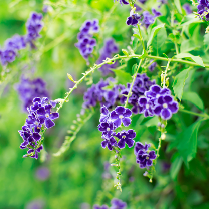 Purple Sky Flower Bush (Duranta erecta) vibrant purple flower clusters with green foliage — Phoenix, AZ