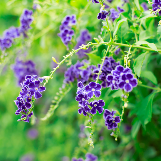 Purple Sky Flower Bush