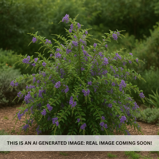 Purple Sky Flower - Staked