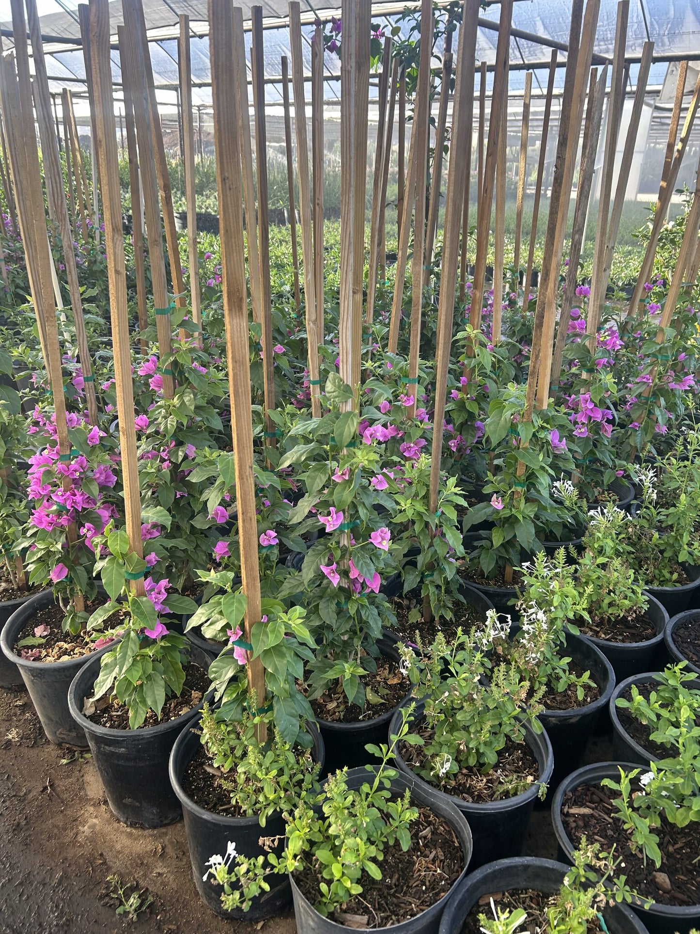 Purple Bougainvillea-Staked 3/5 Gallon