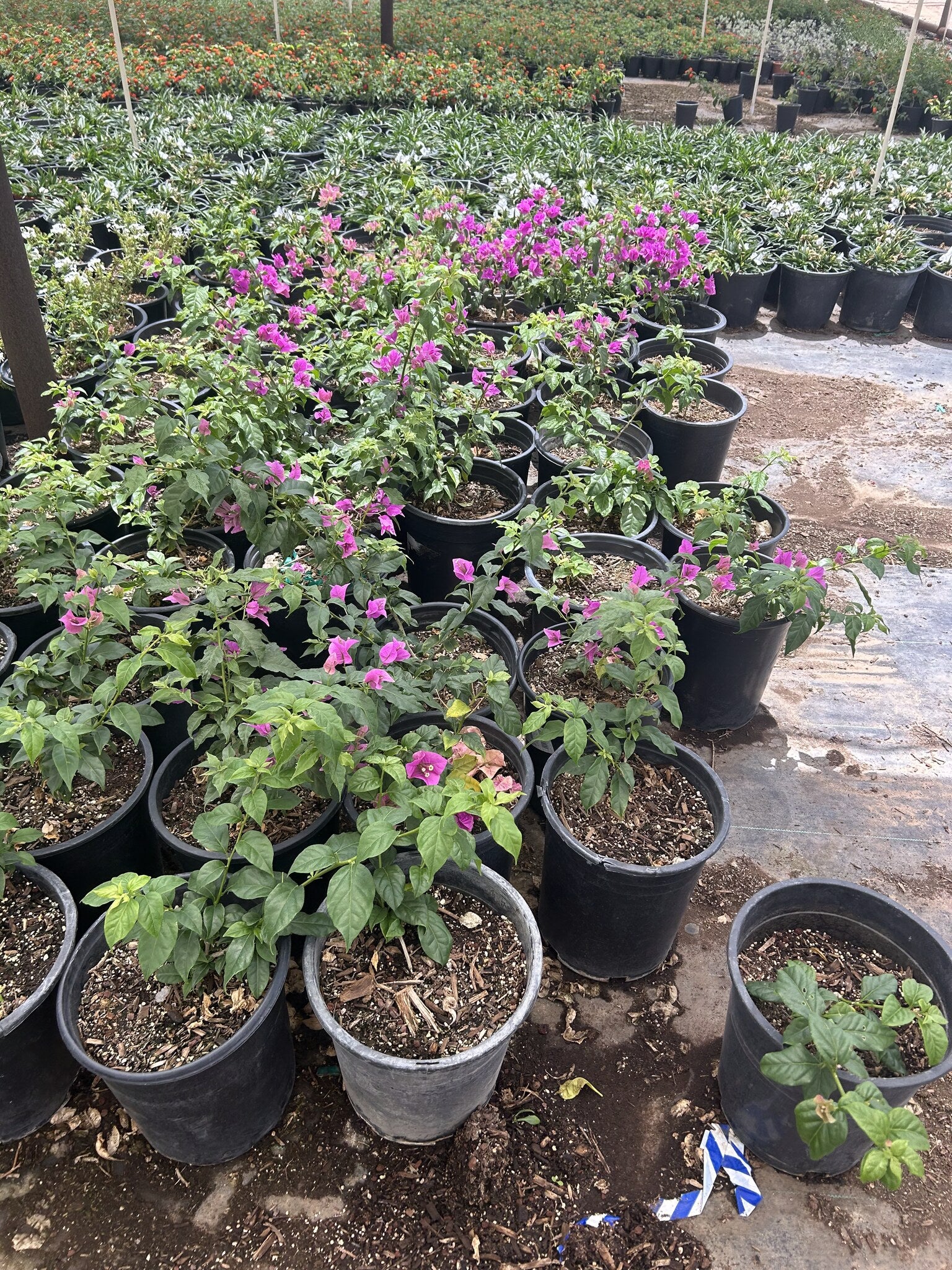 Purple Bougainvillea 3/5 Gallon