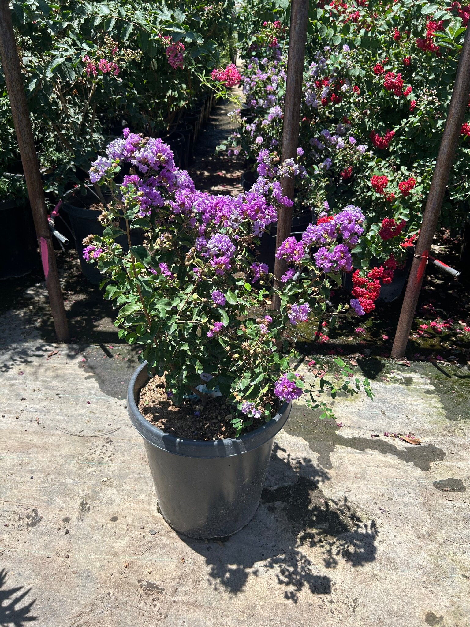 Purple Crape Myrtle