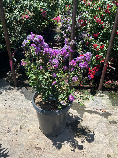 Purple Crape Myrtle