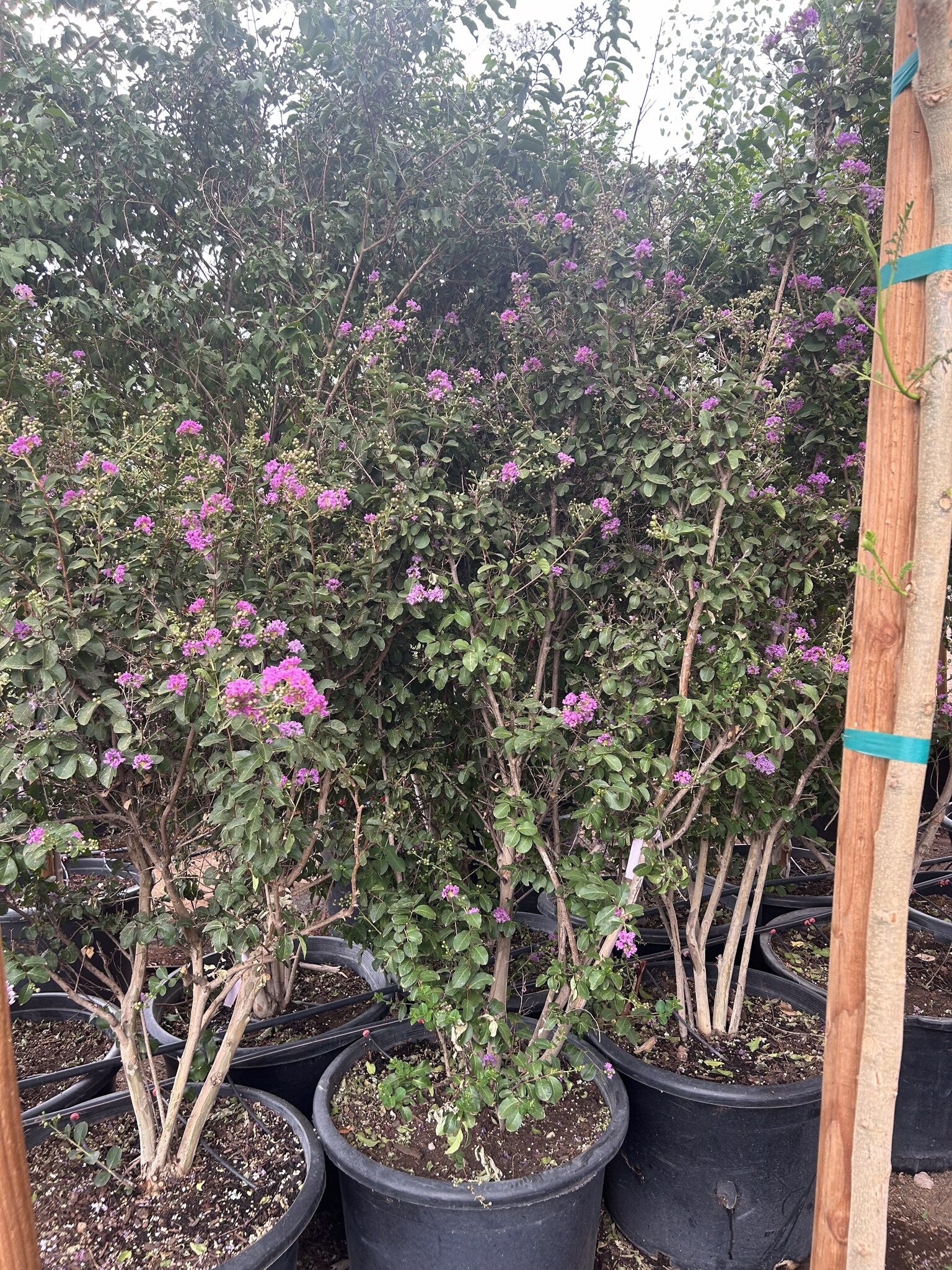 Purple Crape Myrtle - 25 Gallon