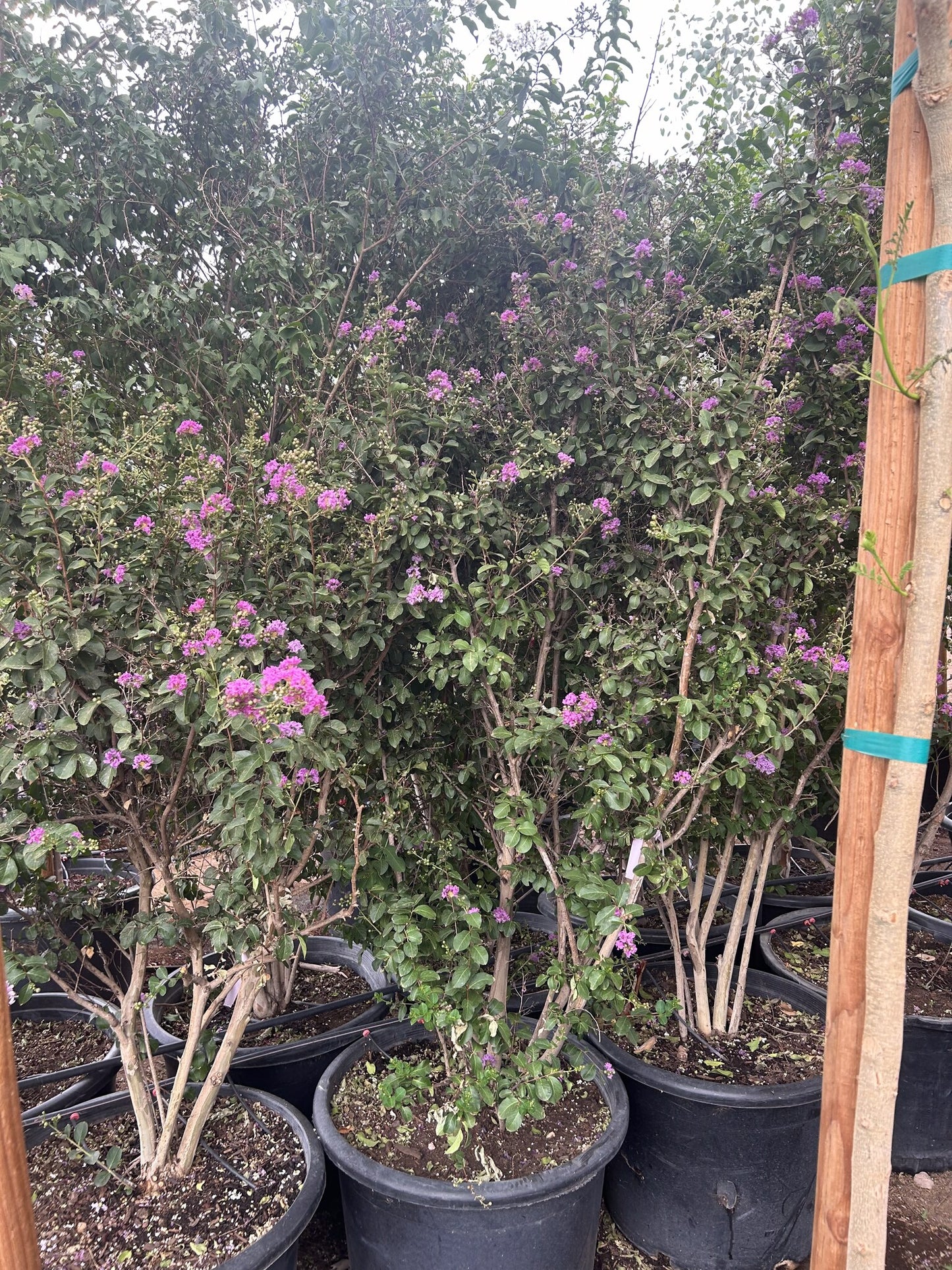 Purple Crape Myrtle - 25 Gallon
