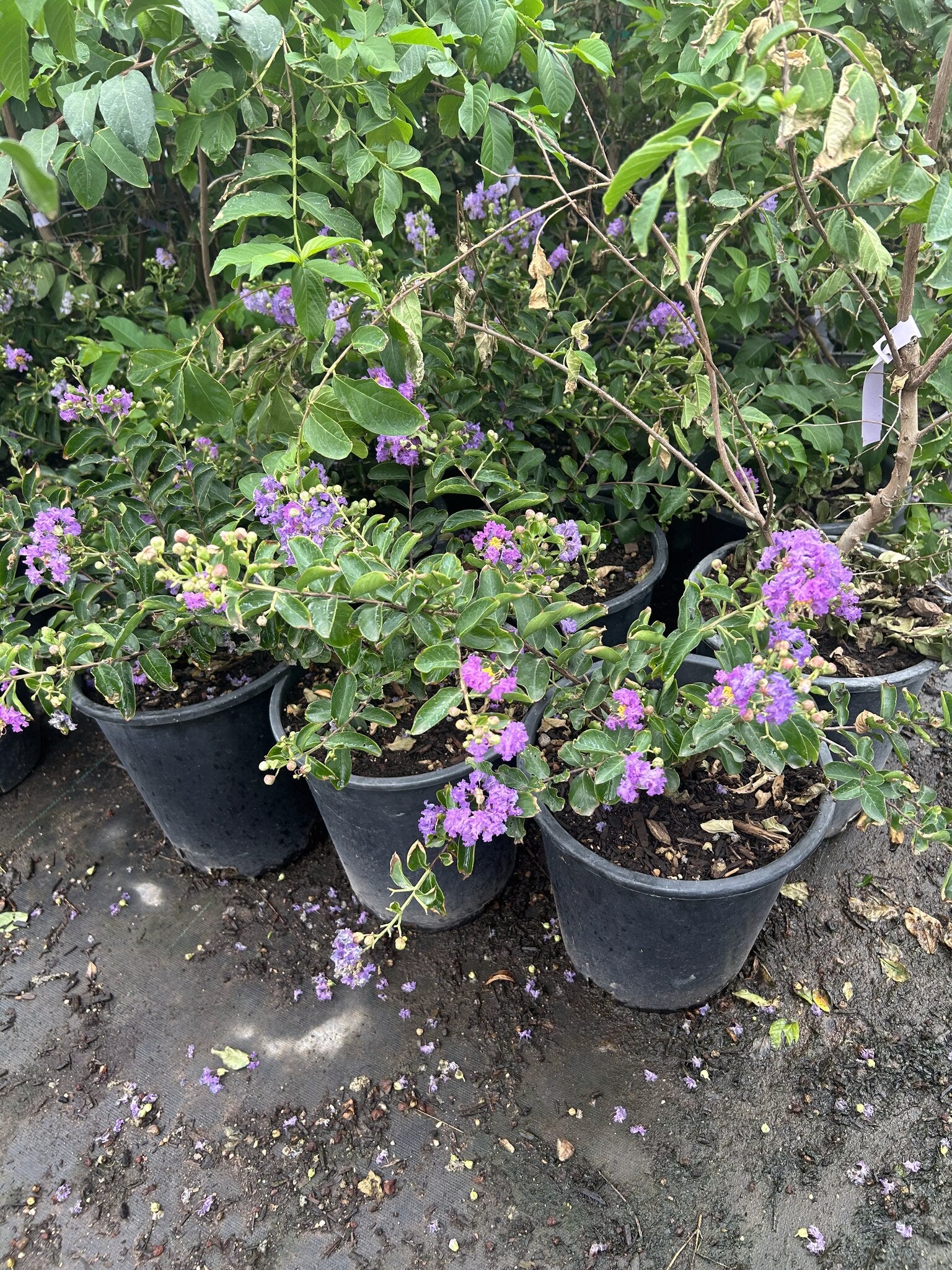 Purple Crape Myrtle - 3/5 Gallon