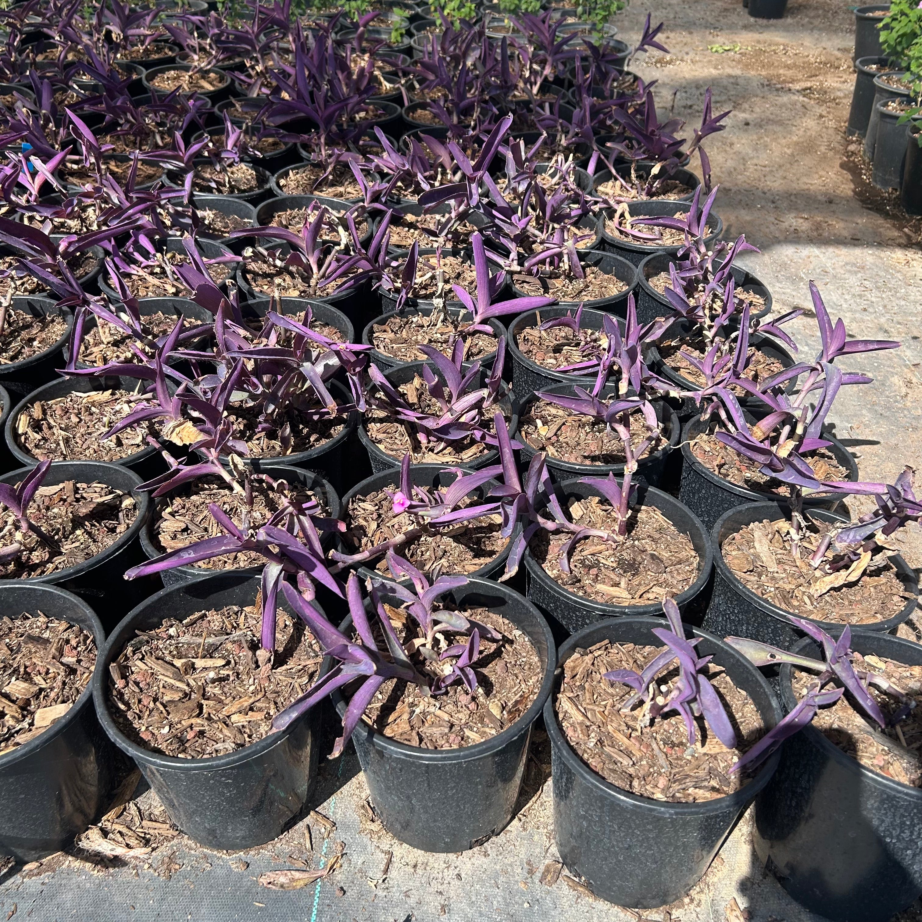 Buy Purple Heart Phoenix, AZ | Tradescantia pallida | Three