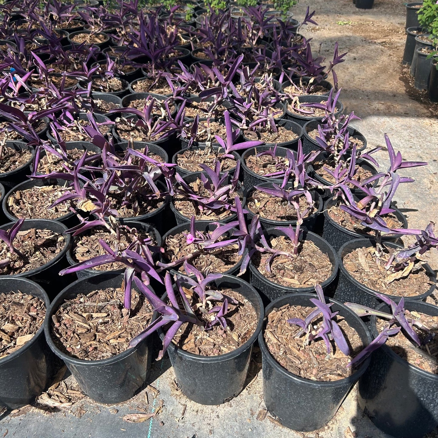 1 gallon Purple Heart (Tradescantia pallida) in nursery pot — Phoenix, AZ