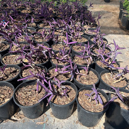 1 gallon Purple Heart (Tradescantia pallida) in nursery pot — Phoenix, AZ
